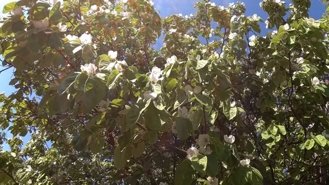 Bees on a flowering quince Stockbeeldmateriaal 109533520