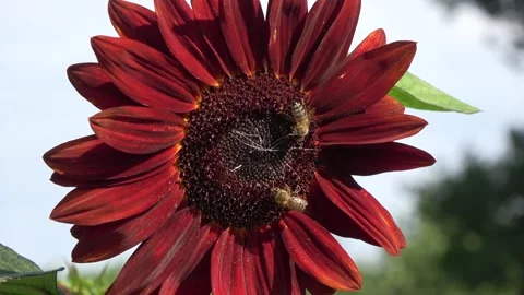 Bees on flowering sunflower Stock Footage 232103000
