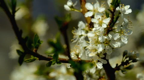 Bees on a flowering tree Stock Footage 63108293