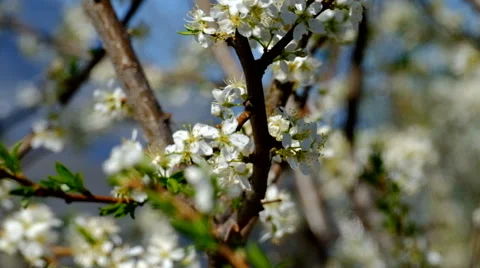 Bees on a flowering tree Stock Footage 63108328