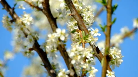 Bees on a flowering tree Stock Footage 63108449