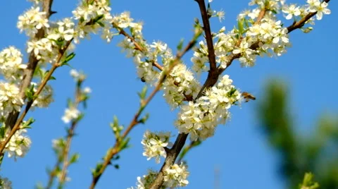 Bees on a flowering tree Stock Footage 63108524