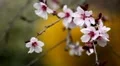 Bees on Flowering Tree, Spring Season, Pollination HD Footage