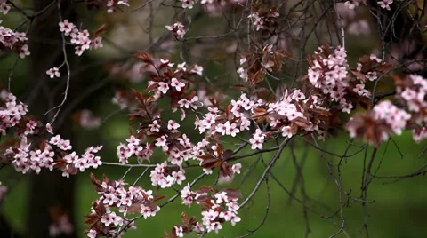 Bees on Flowering Tree, Spring Season, Pollination 스톡 동영상 8507996