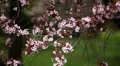 Bees on Flowering Tree, Spring Season, Pollination HD Footage