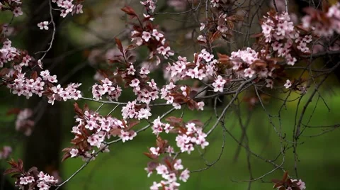 Bees on Flowering Tree, Spring Season, Pollination Stock Footage 8508091