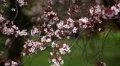 Bees on Flowering Tree, Spring Season, Pollination HD Footage