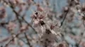 Bees on Flowering Tree, Spring Season, Pollination HD Footage