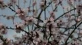 Bees on Flowering Tree, Spring Season, Pollination HD Footage