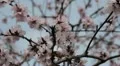Bees on Flowering Tree, Spring Season, Pollination HD Footage