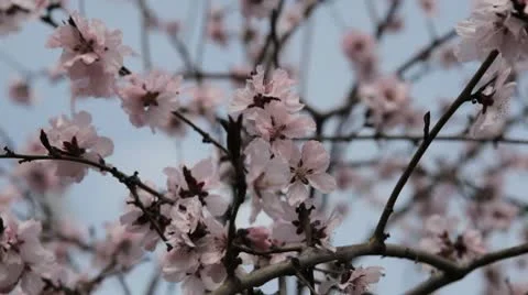 Bees on Flowering Tree, Spring Season, Pollination Stock Footage 10736912