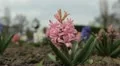 Bees on Flowering Tree, Spring Season, Pollination HD Footage