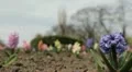 Bees on Flowering Tree, Spring Season, Pollination HD Footage
