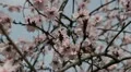 Bees on Flowering Tree, Spring Season, Pollination HD Footage