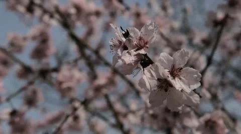 Bees on Flowering Tree, Spring Season, Pollination Stock Footage