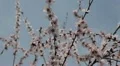 Bees on Flowering Tree, Spring Season, Pollination HD Footage