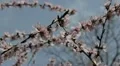 Bees on Flowering Tree, Spring Season, Pollination HD Footage