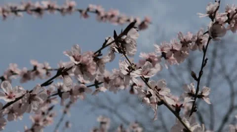 Bees on Flowering Tree, Spring Season, Pollination Stockbeeldmateriaal 10736939