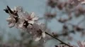 Bees on Flowering Tree, Spring Season, Pollination HD Footage