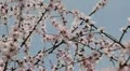 Bees on Flowering Tree, Spring Season, Pollination HD Footage