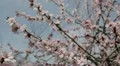 Bees on Flowering Tree, Spring Season, Pollination HD Footage