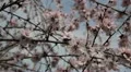 Bees on Flowering Tree, Spring Season, Pollination HD Footage