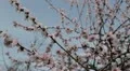 Bees on Flowering Tree, Spring Season, Pollination HD Footage