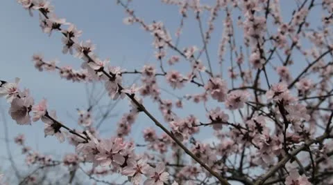 Bees on Flowering Tree, Spring Season, Pollination Stock Footage 10736971