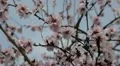 Bees on Flowering Tree, Spring Season, Pollination HD Footage