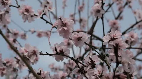 Bees on Flowering Tree, Spring Season, Pollination Stock Footage 10736976