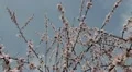 Bees on Flowering Tree, Spring Season, Pollination HD Footage