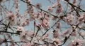 Bees on Flowering Tree, Spring Season, Pollination HD Footage
