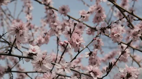 Bees on Flowering Tree, Spring Season, Pollination 動画素材 10736989