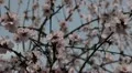 Bees on Flowering Tree, Spring Season, Pollination HD Footage