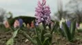 Bees on Flowering Tree, Spring Season, Pollination HD Footage