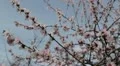 Bees on Flowering Tree, Spring Season, Pollination HD Footage