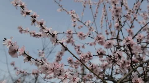 Bees on Flowering Tree, Spring Season, Pollination Stock Footage 10737022