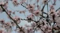 Bees on Flowering Tree, Spring Season, Pollination HD Footage