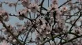Bees on Flowering Tree, Spring Season, Pollination HD Footage