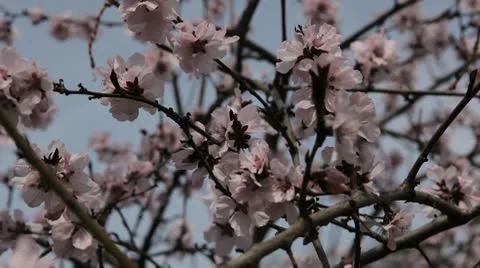 Bees on Flowering Tree, Spring Season, Pollination Stock Footage