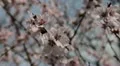 Bees on Flowering Tree, Spring Season, Pollination HD Footage
