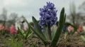 Bees on Flowering Tree, Spring Season, Pollination HD Footage