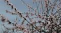 Bees on Flowering Tree, Spring Season, Pollination HD Footage