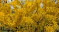 Bees on Flowering Tree, Spring Season, Pollination HD Footage