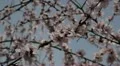 Bees on Flowering Tree, Spring Season, Pollination HD Footage