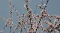Bees on Flowering Tree, Spring Season, Pollination HD Footage