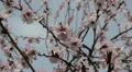 Bees on Flowering Tree, Spring Season, Pollination HD Footage