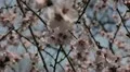 Bees on Flowering Tree, Spring Season, Pollination HD Footage