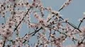 Bees on Flowering Tree, Spring Season, Pollination HD Footage
