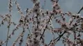 Bees on Flowering Tree, Spring Season, Pollination HD Footage